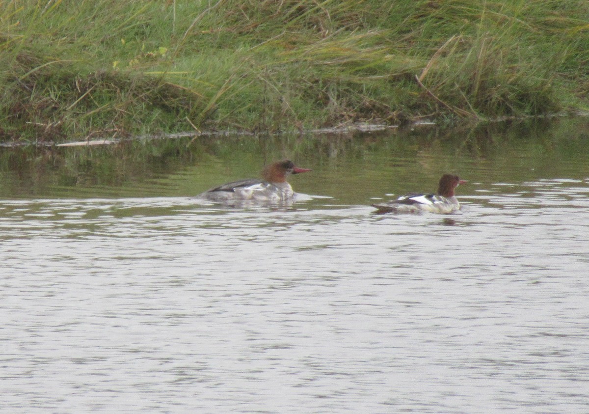 Red-breasted Merganser - ML625423104