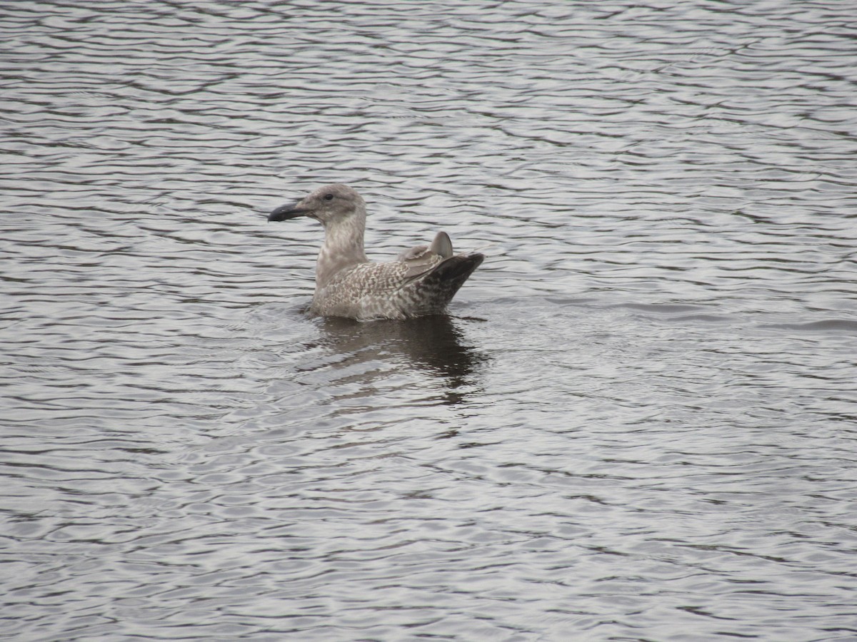 Glaucous-winged Gull - ML625423105