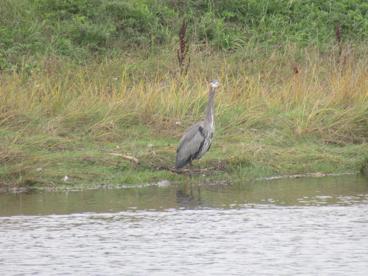 Great Blue Heron - ML625423108