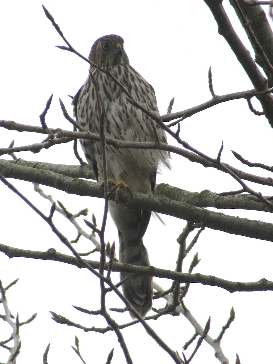 Cooper's Hawk - ML625423110