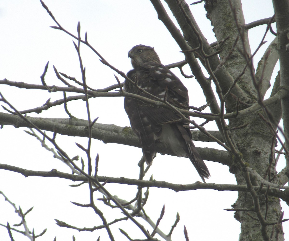 Cooper's Hawk - ML625423111