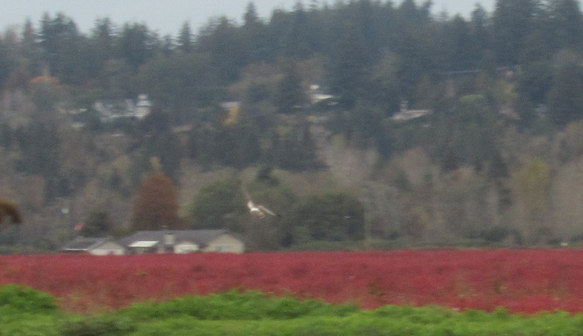 Northern Harrier - ML625423115