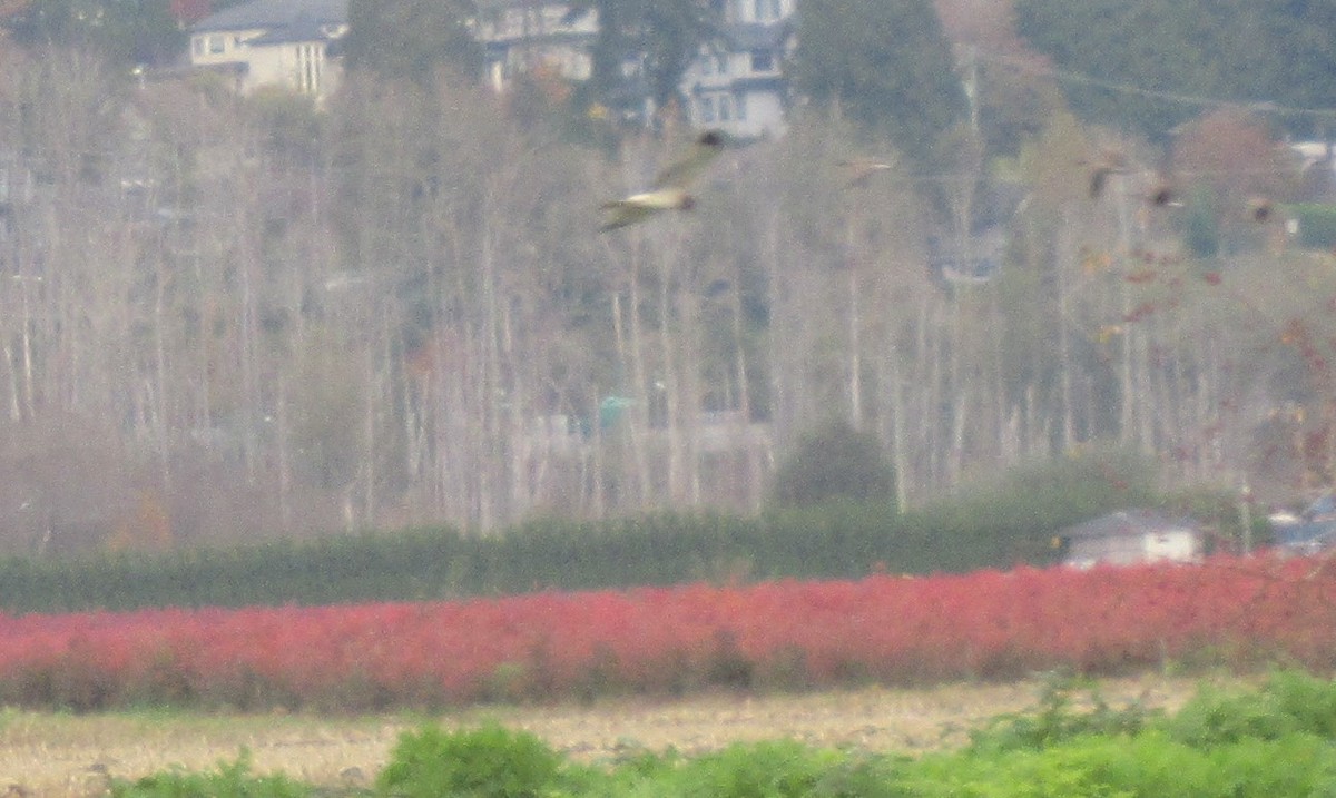 Northern Harrier - ML625423116