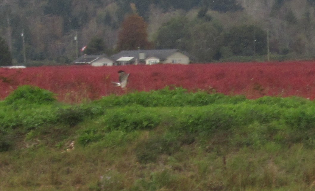 Northern Harrier - ML625423117