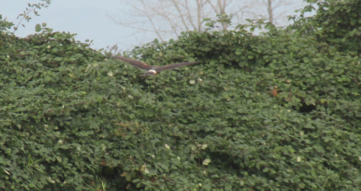 Northern Harrier - ML625423118