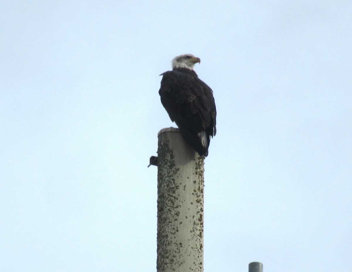 Bald Eagle - ML625423144