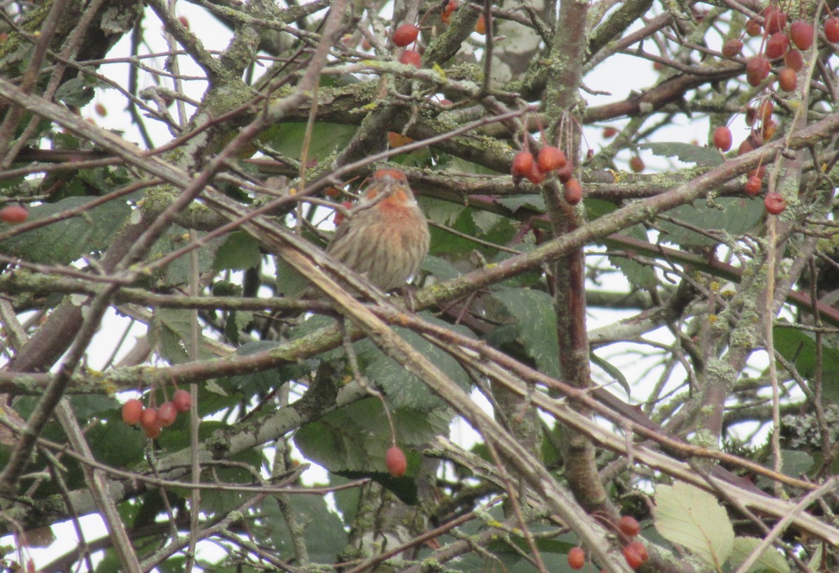 House Finch - ML625423168