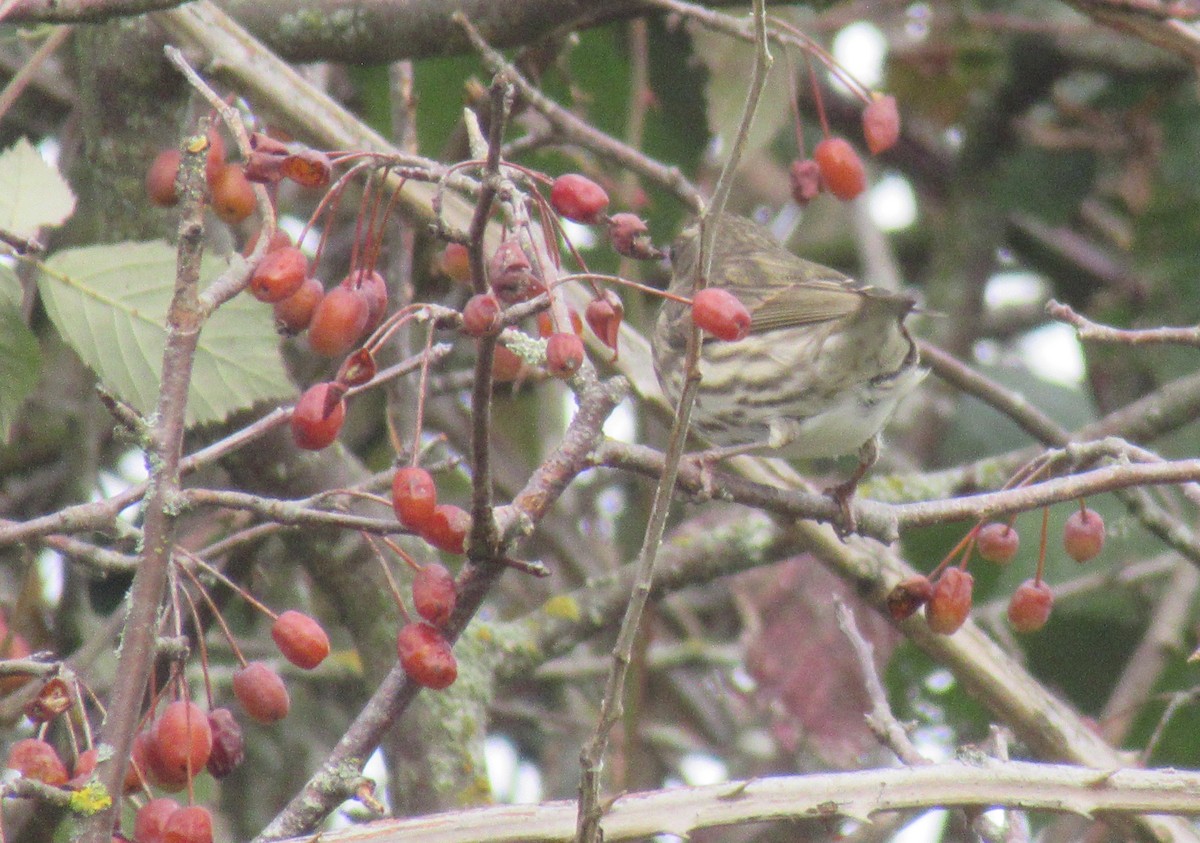 House Finch - ML625423169