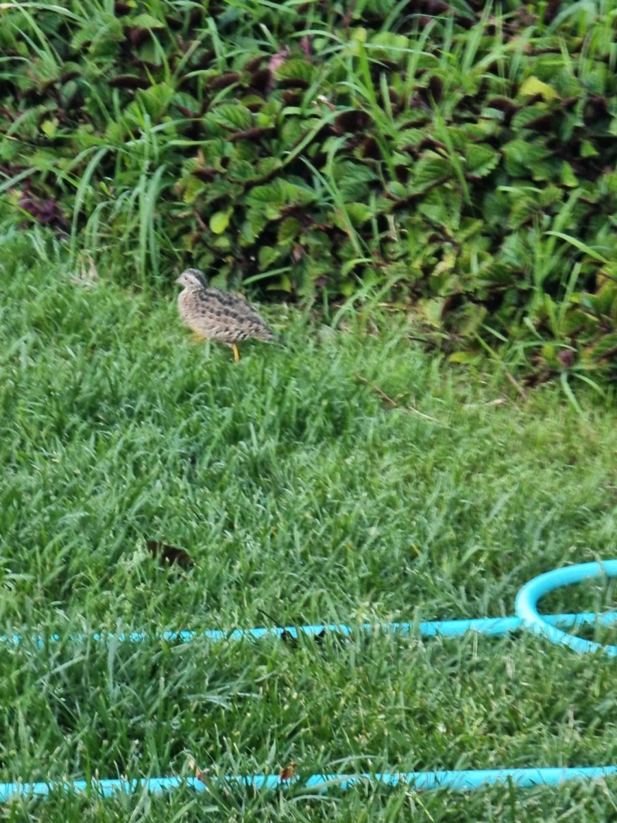 Painted Buttonquail - Robert Schiller
