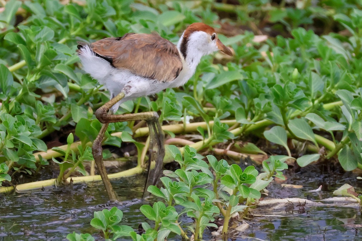 Comb-crested Jacana - ML625423234