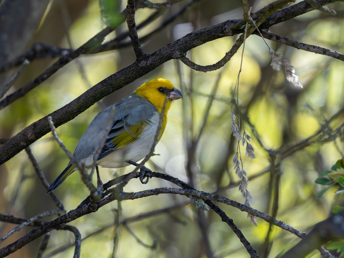 Palila - ML625423303