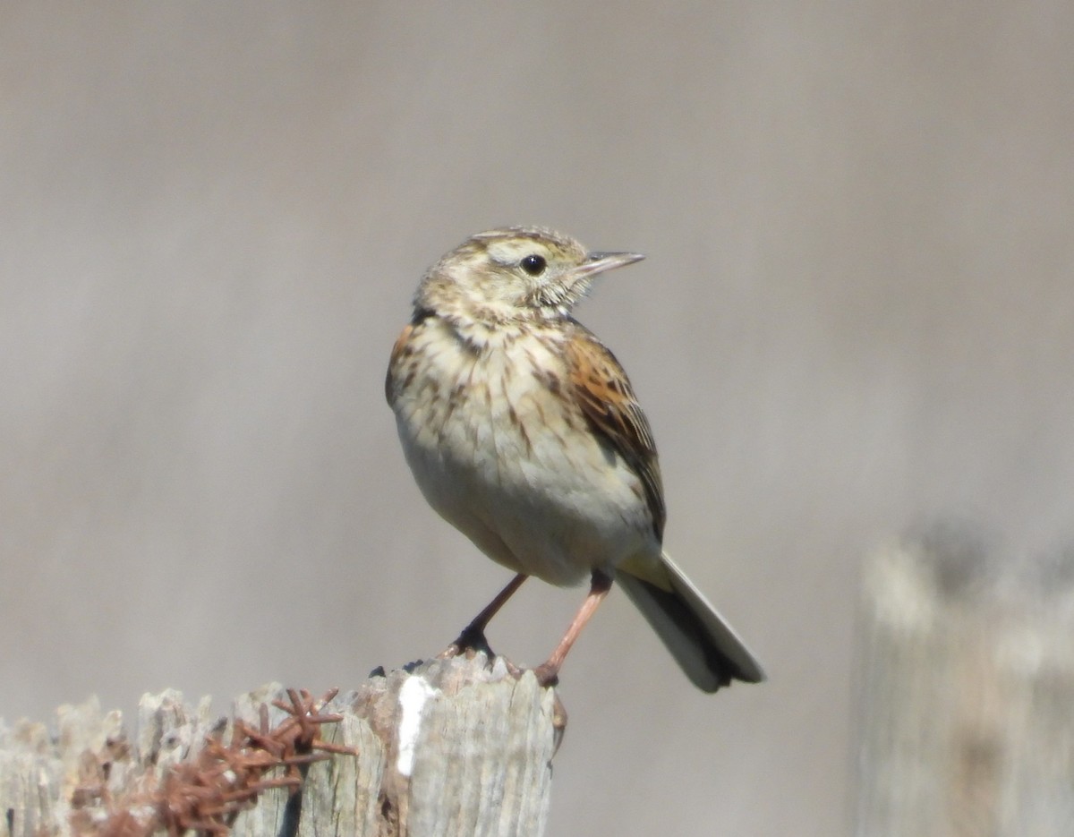 Australian Pipit - ML625423310