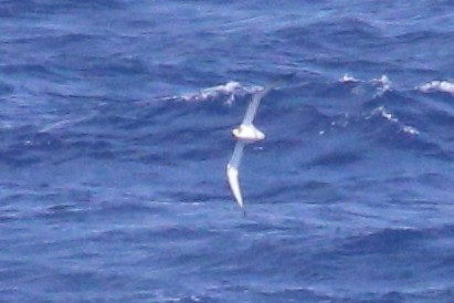 Petrel de las Juan Fernández - ML625423354