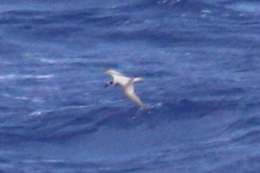 Petrel de las Juan Fernández - ML625423355