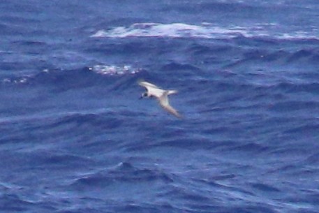 Petrel de las Juan Fernández - ML625423356