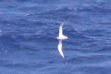 Petrel de las Juan Fernández - ML625423357