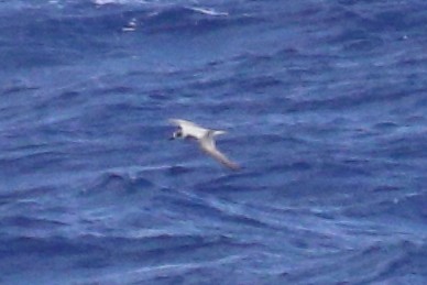 Petrel de las Juan Fernández - ML625423358