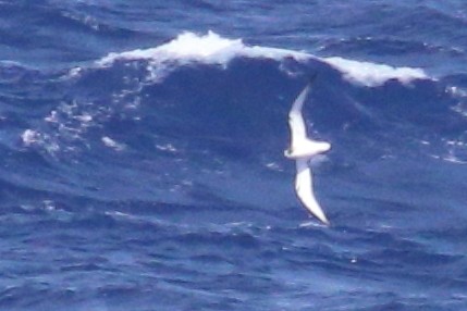 Petrel de las Juan Fernández - ML625423359