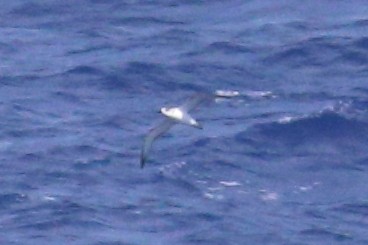 Petrel de las Juan Fernández - ML625423360