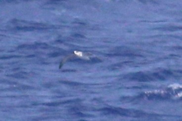 Petrel de las Juan Fernández - ML625423361