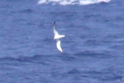 Petrel de las Juan Fernández - ML625423362