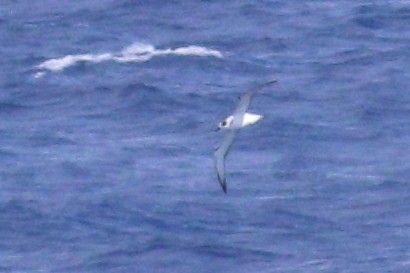 Juan Fernandez Petrel - Rémi Bigonneau