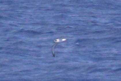 Petrel de las Juan Fernández - ML625423364