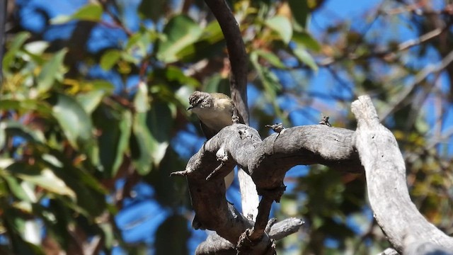 Шиподзьоб жовтогузий - ML625423383