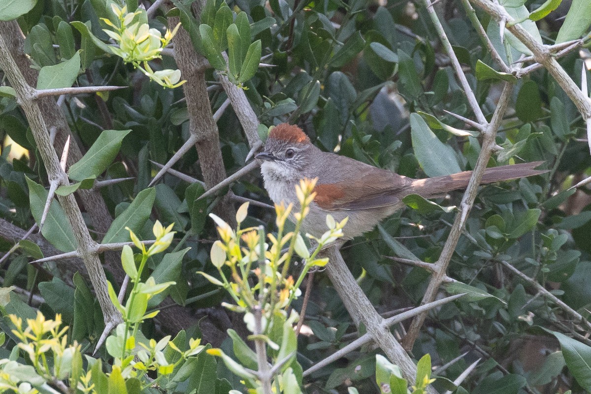 Pale-breasted Spinetail - Antonio Xeira