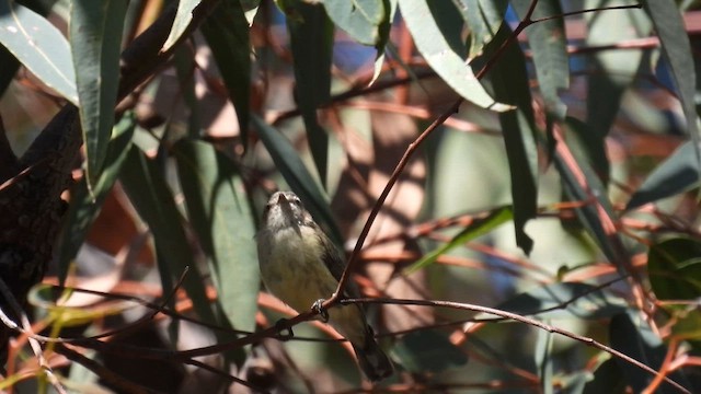 Weebill - ML625423563