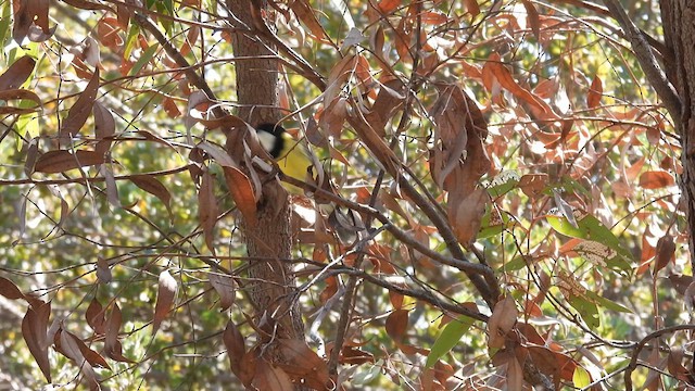Golden Whistler (Western) - ML625423601