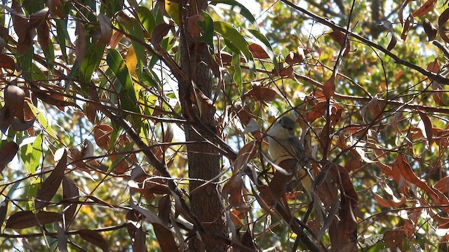 Golden Whistler (Western) - ML625423602