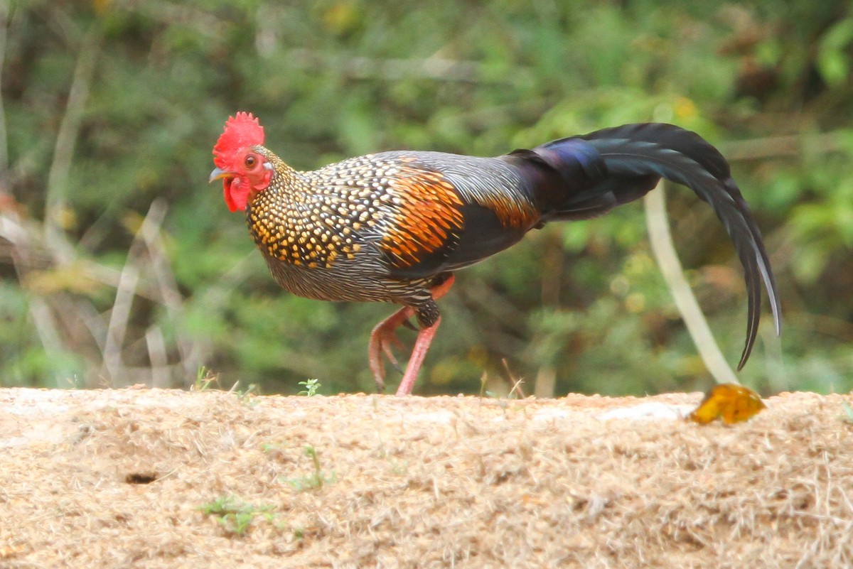 Gray Junglefowl - ML625423632