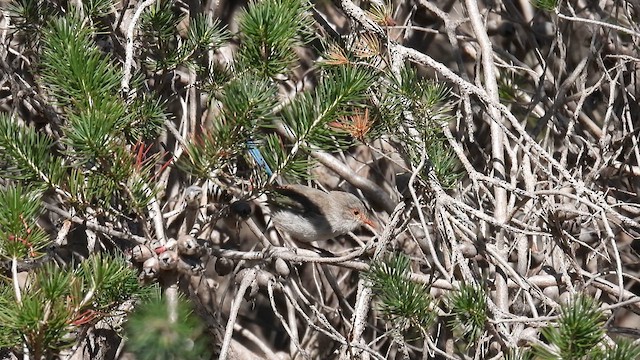 Splendid Fairywren - ML625423690
