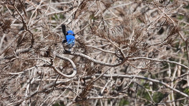 Splendid Fairywren - ML625423691