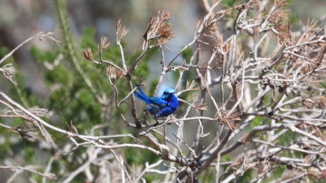 Splendid Fairywren - ML625423692