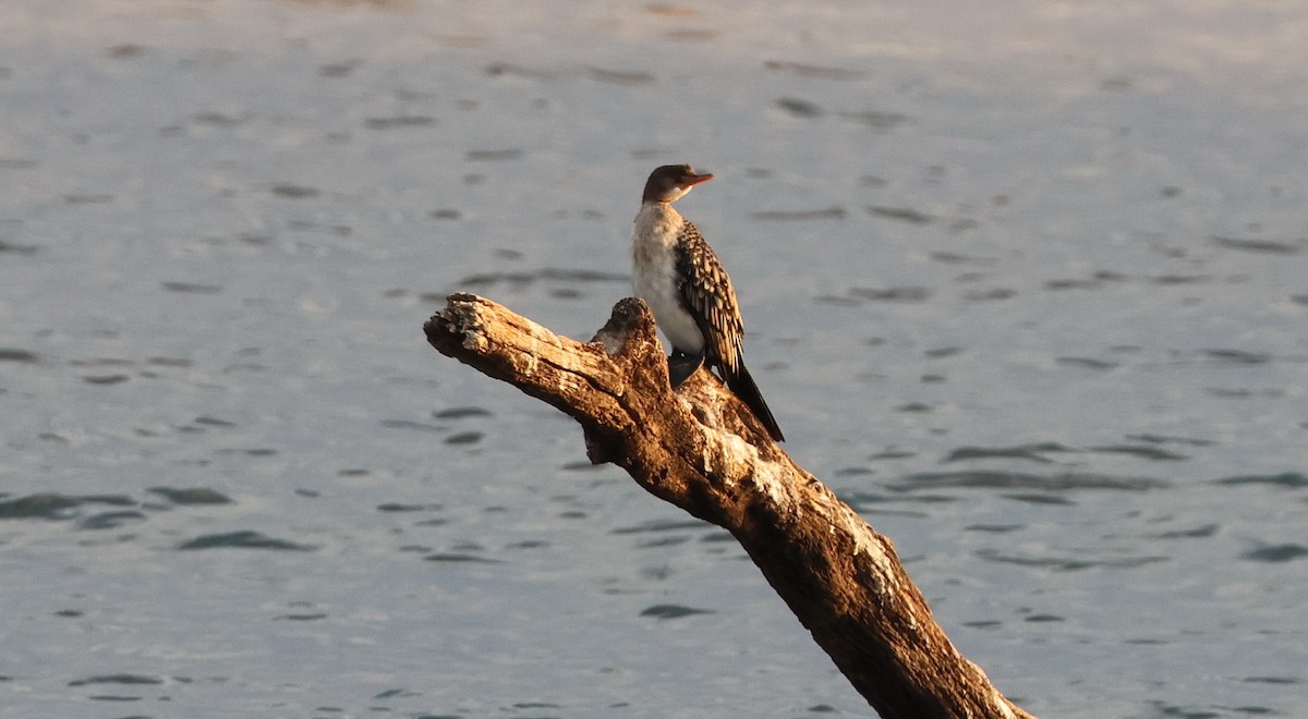 Reed Cormorant - ML625423709