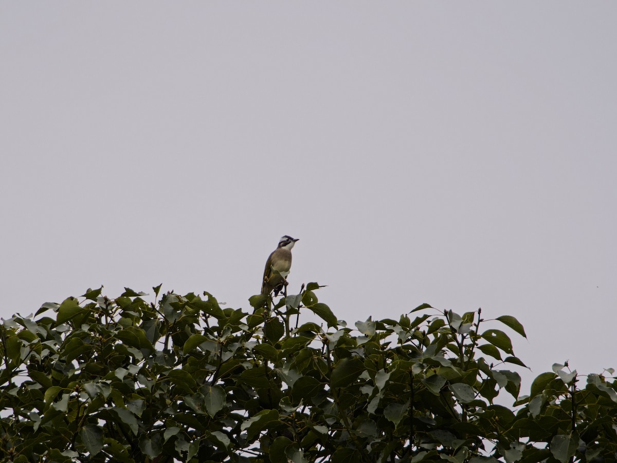 Light-vented Bulbul - ML625423855