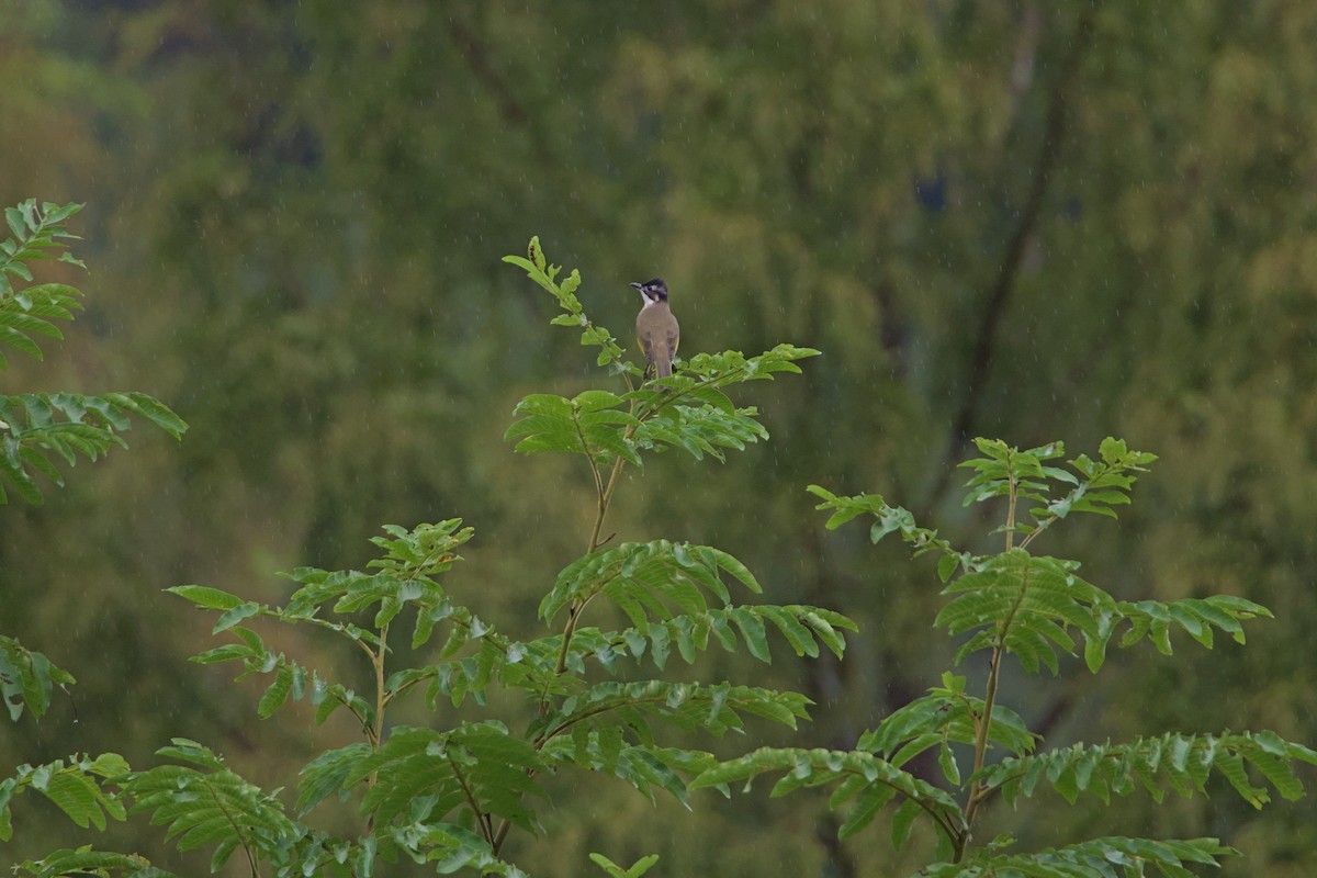 Light-vented Bulbul - ML625423857