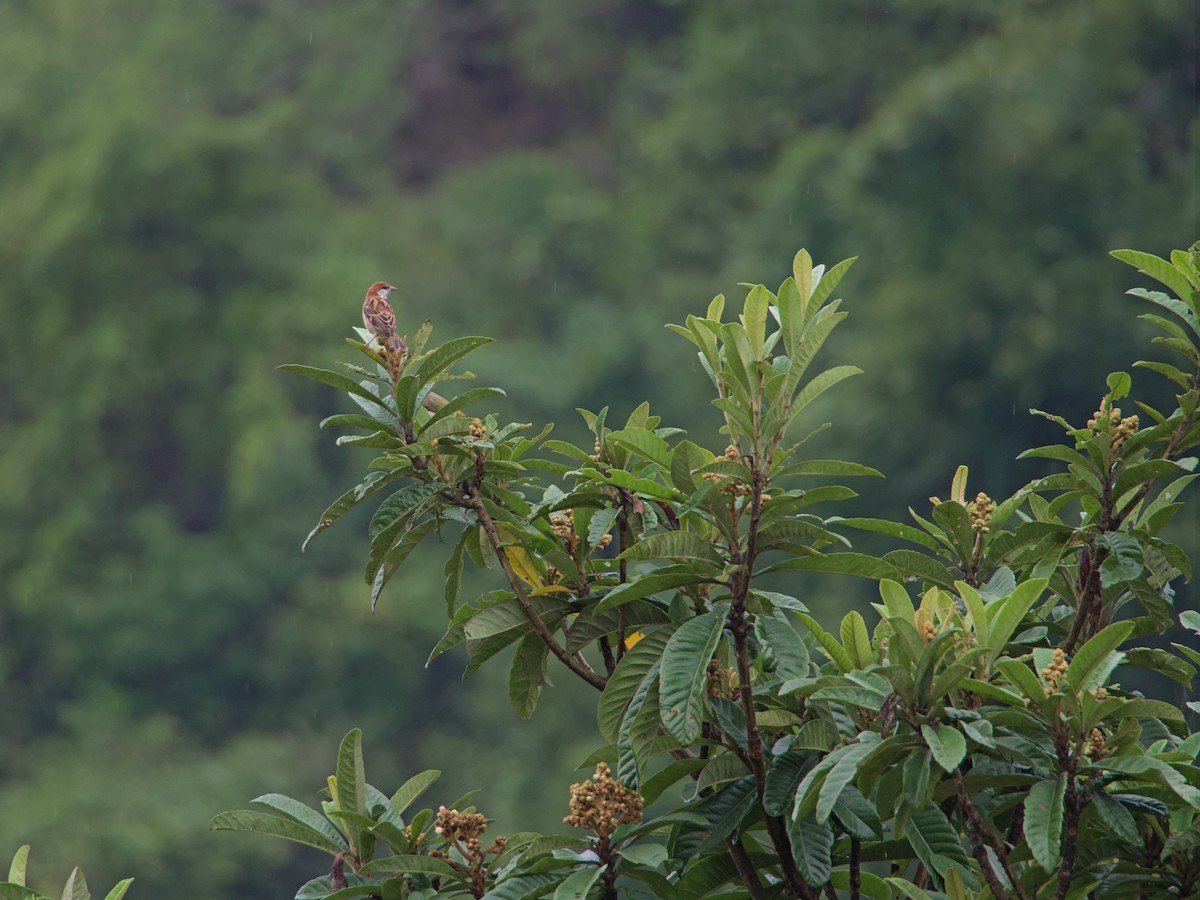 Russet Sparrow - Mikhail Ilichev