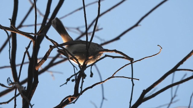 Inland Thornbill - ML625423877