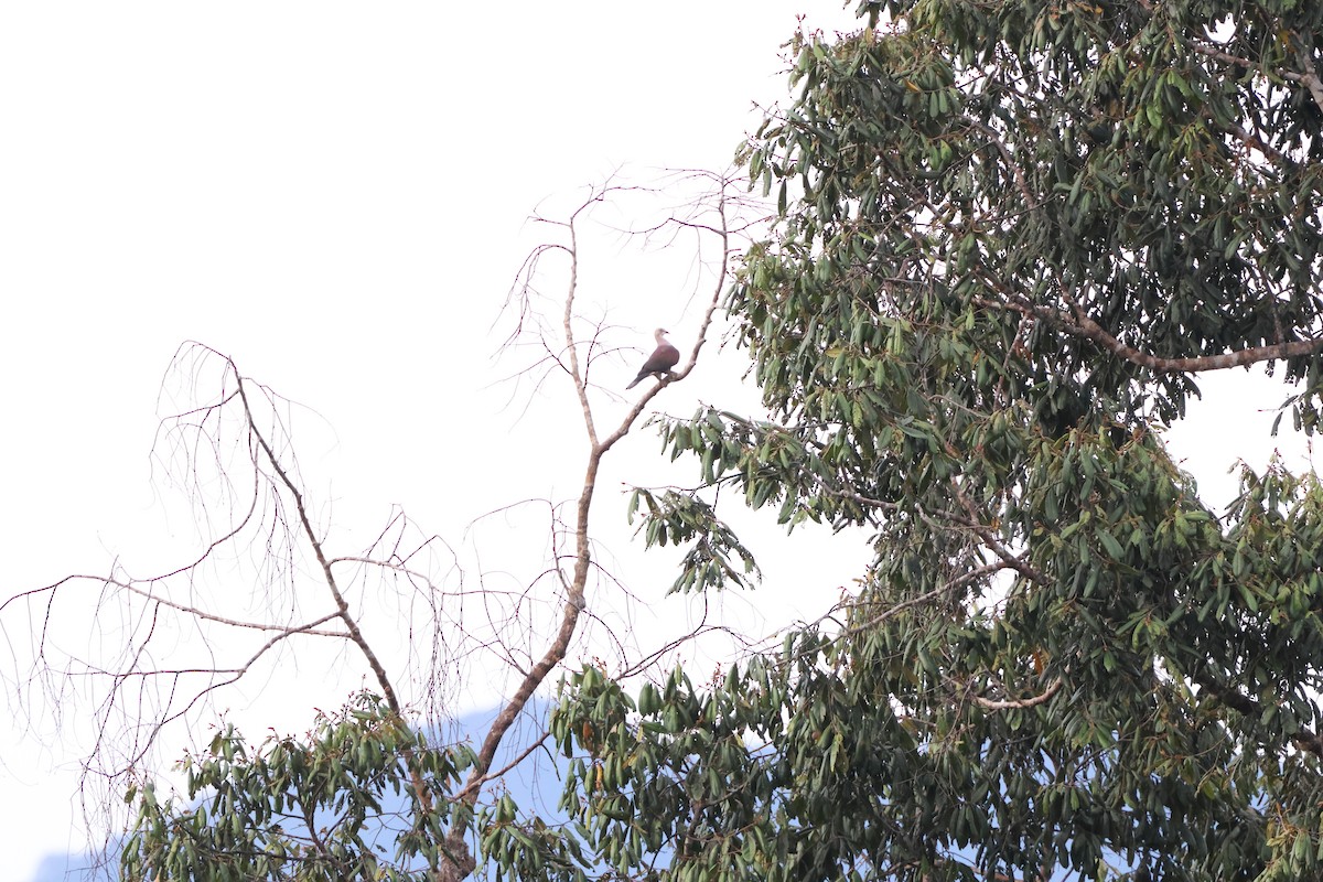 Mountain Imperial-Pigeon - ML625424089