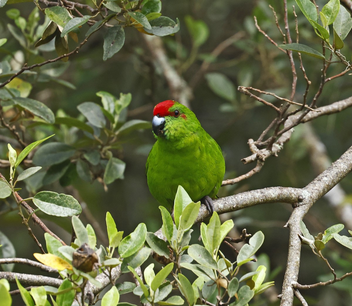 Norfolk Island Parakeet (Norfolk I.) - ML625424105