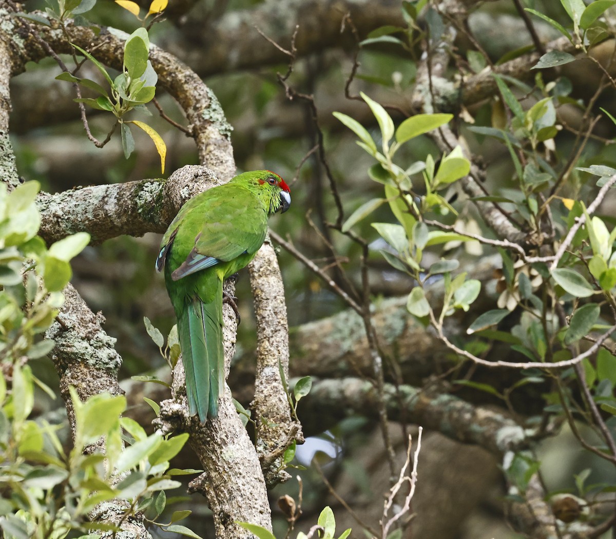 Norfolk Island Parakeet (Norfolk I.) - ML625424107