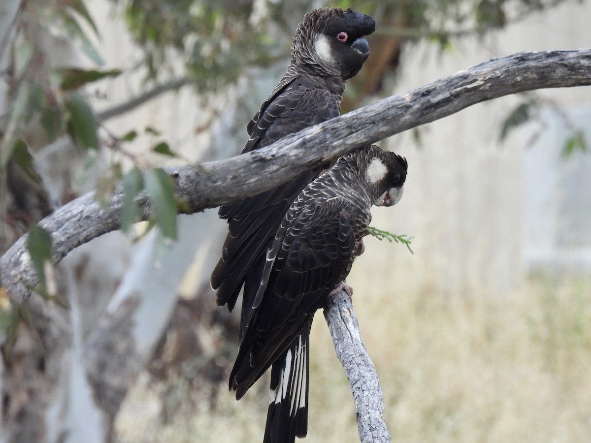 kakadu běloocasý - ML625424250