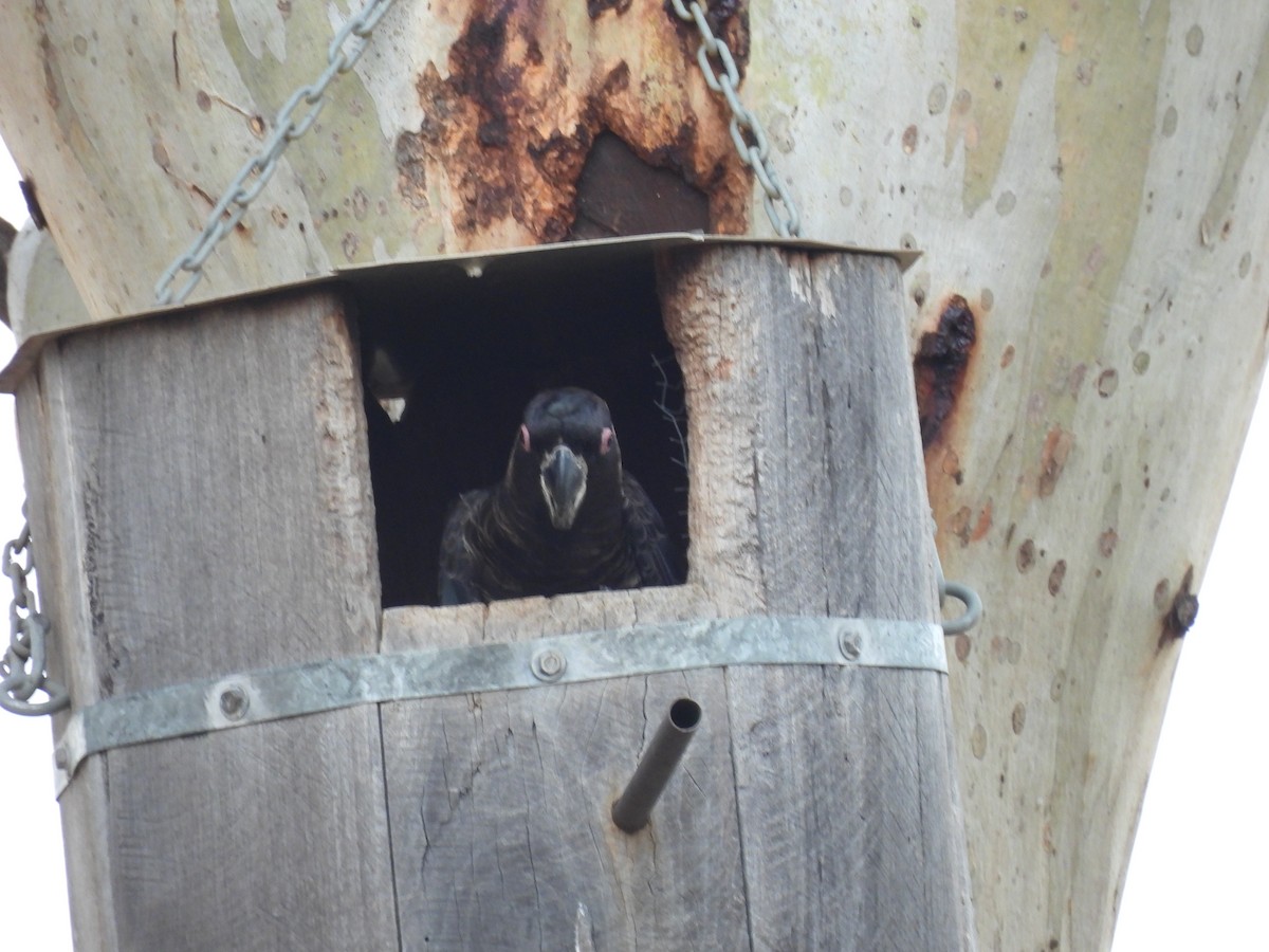 kakadu běloocasý - ML625424252