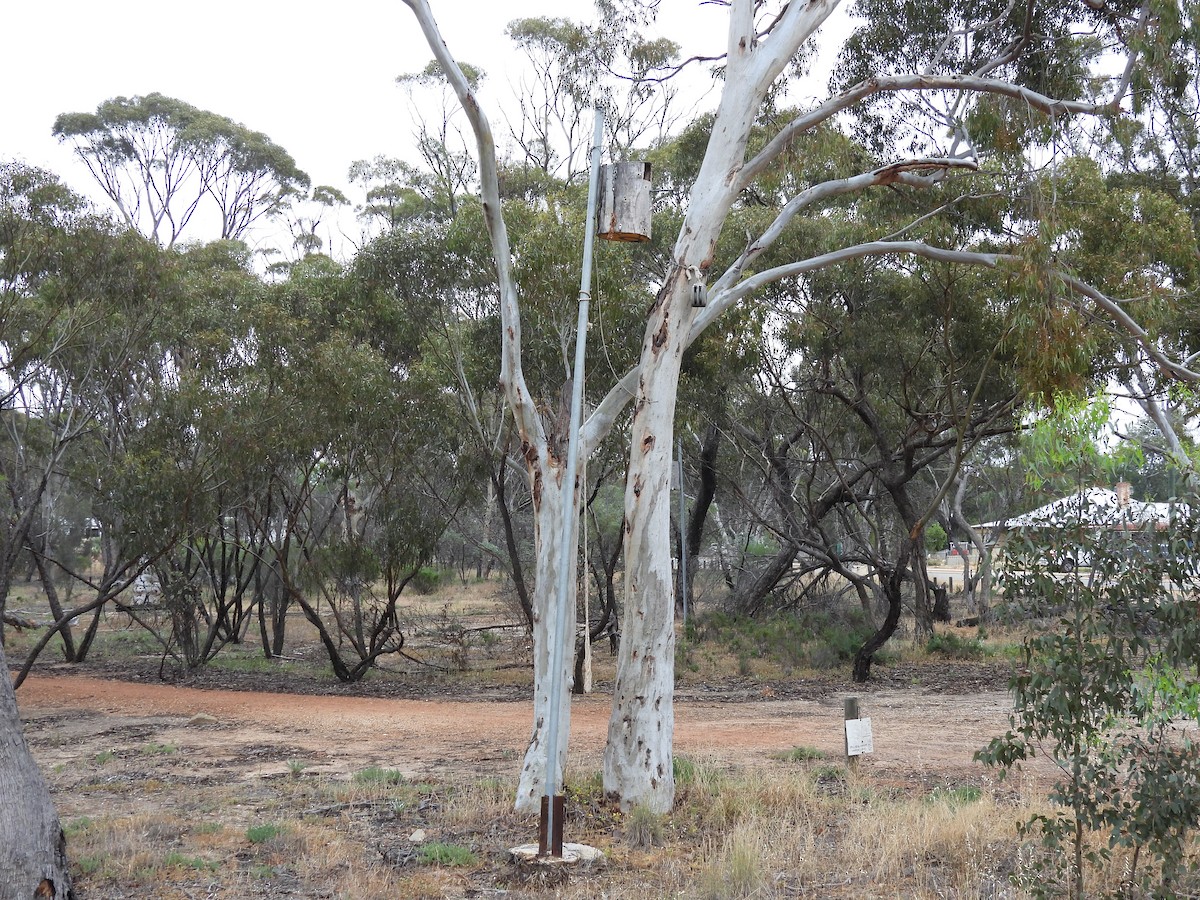 kakadu běloocasý - ML625424256