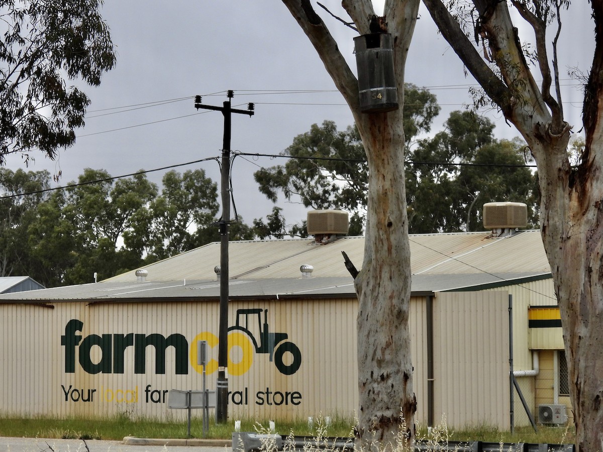 kakadu běloocasý - ML625424263