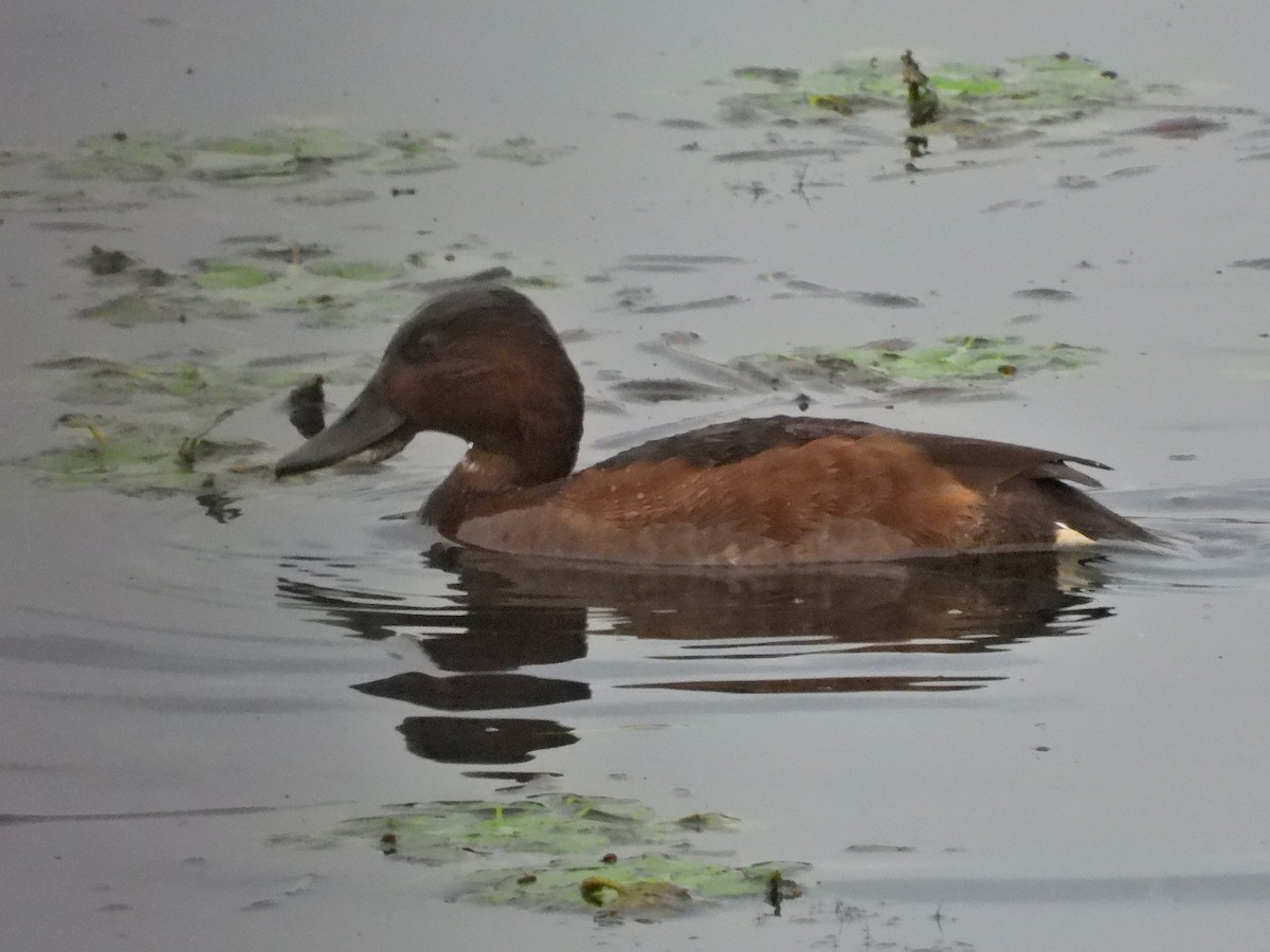 Ferruginous Duck - Atsushi Shimazaki