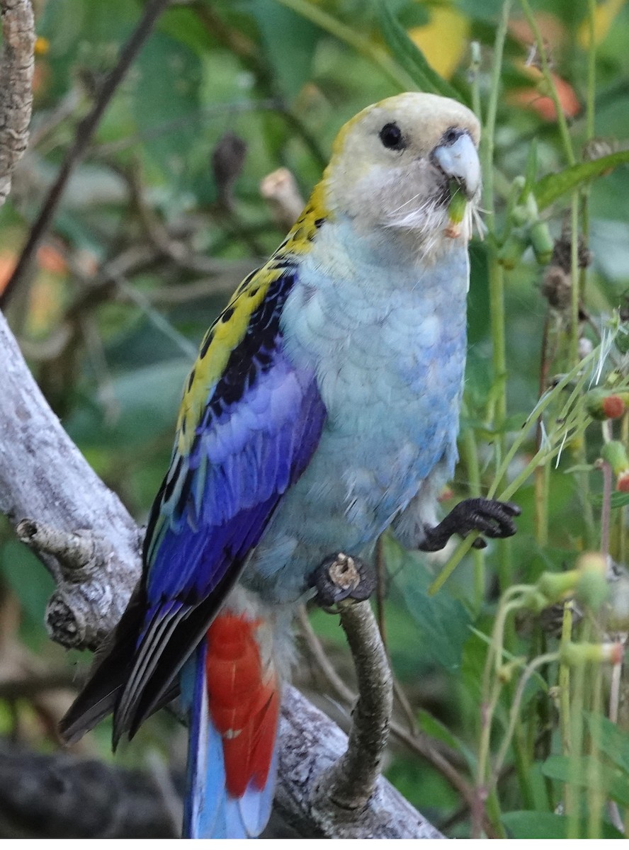 Pale-headed Rosella - ML625424540